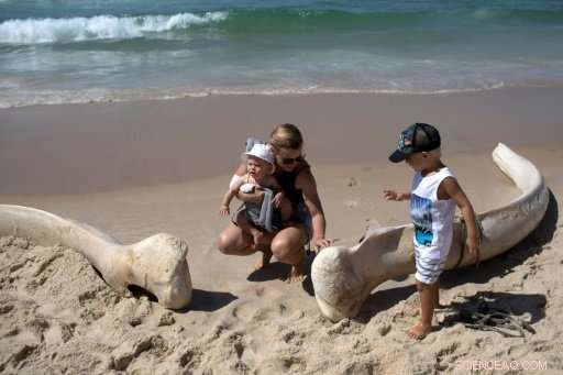 Dead Humpback Whale Washes Ashore on Rio’s Famous Ipanema Beach, Startling Swimmers