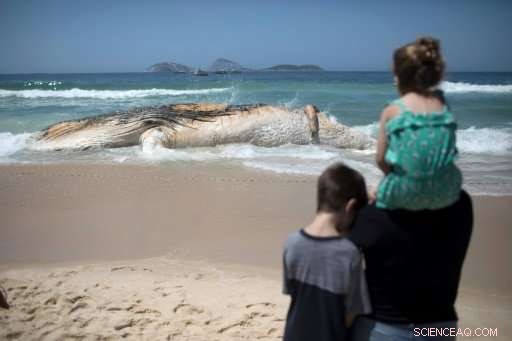 Dead Humpback Whale Washes Ashore on Rio’s Famous Ipanema Beach, Startling Swimmers