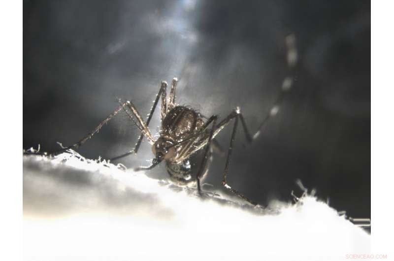 Engineering Mosquitoes to Self‑Destruct: A Breakthrough in Pest Control