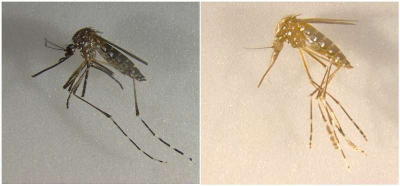 Engineering Mosquitoes to Self‑Destruct: A Breakthrough in Pest Control