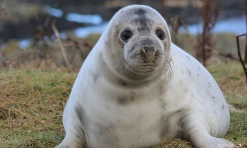 Groundbreaking Study Uncovers Early-Sea Behavior of Grey Seal Pups