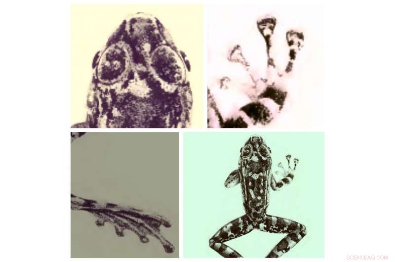 New Study Reveals Biologists  Black-Box Methods Likely Overestimate Species Discoveries