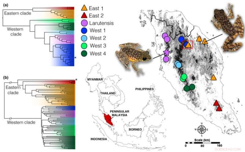 New Study Reveals Biologists  Black-Box Methods Likely Overestimate Species Discoveries