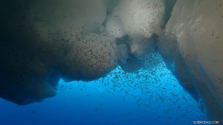 New Study Reveals Crucial Factors for Antarctic Krill Larvae Survival