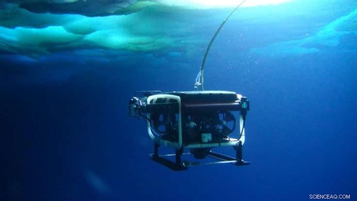 New Study Reveals Crucial Factors for Antarctic Krill Larvae Survival