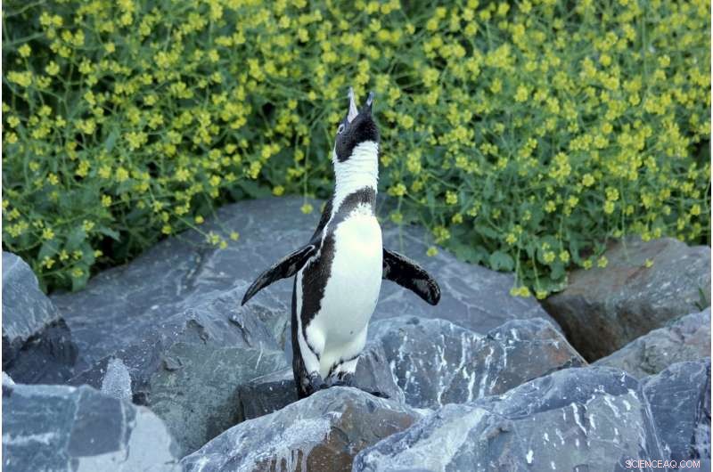Scientists Collaborate to Protect South Africa’s Endangered African Penguin