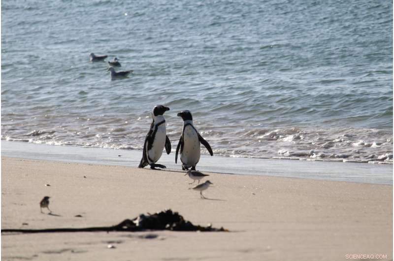 Scientists Collaborate to Protect South Africa’s Endangered African Penguin