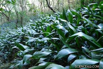 Aspidistra elatior Mimics Mushrooms to Attract Insects