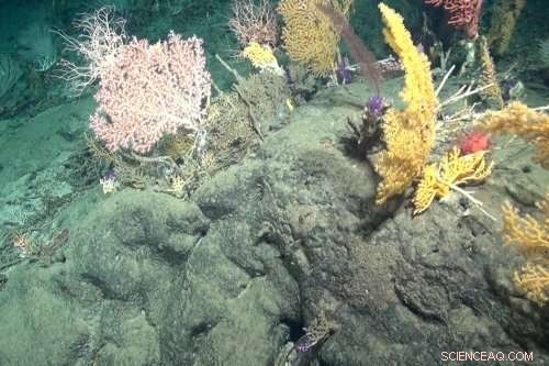 Uncovering New Antibiotics from Deep-Sea Microbes