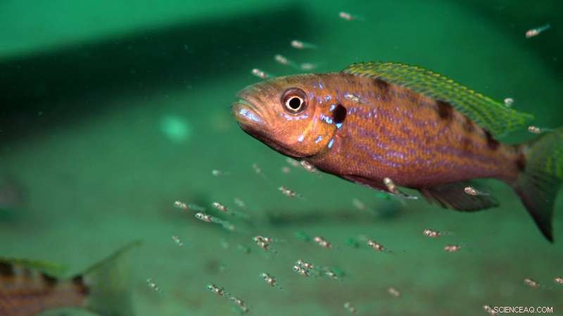 Left‑Handed Fish Uncover Brain Asymmetry: New Insights into Lateralization