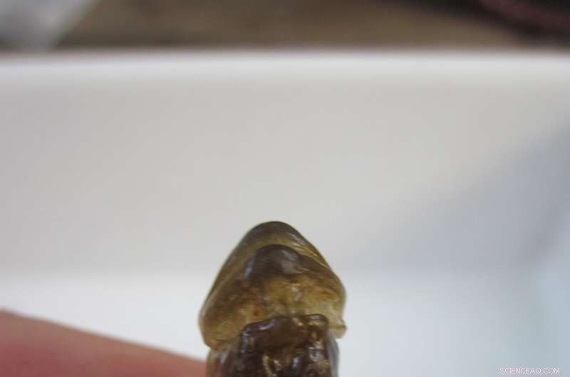 Left‑Handed Fish Uncover Brain Asymmetry: New Insights into Lateralization