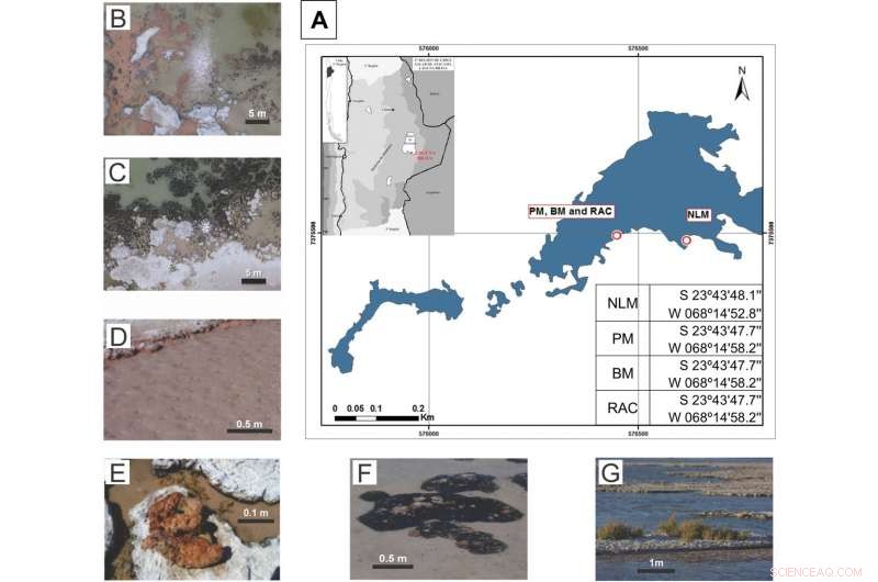 Laguna La Brava hosts a unique microbial ecosystem with potential new microorganisms