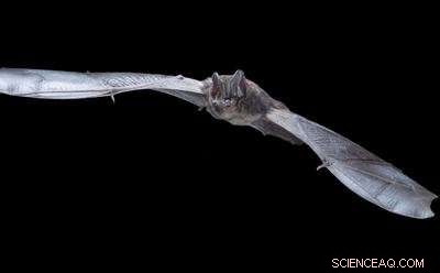 Researchers Urge Public Support to Decode Endangered Bat Genes
