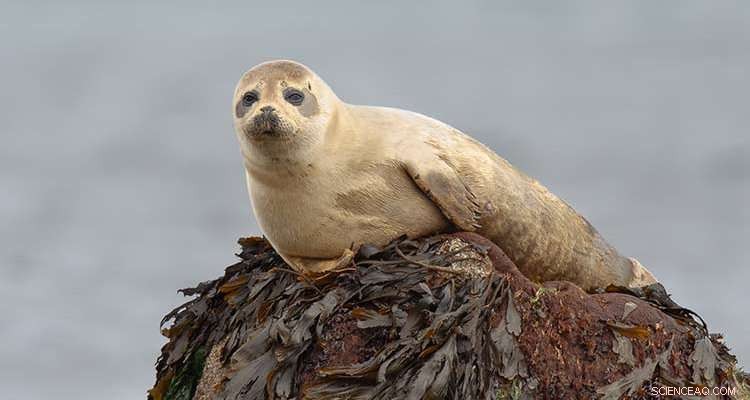 The Vital Role of Seals Along Scotland s Coastlines