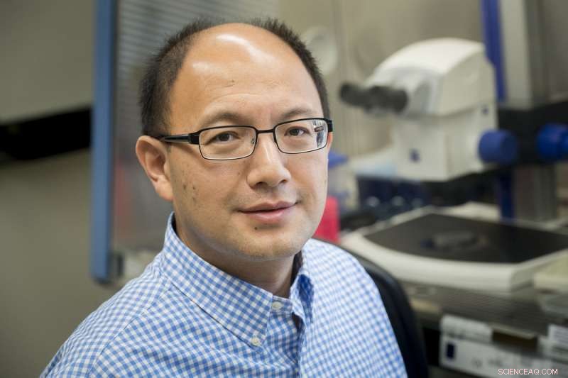 Unlocking Differentiation in microRNA-Deficient Embryonic Stem Cells: A Key Discovery