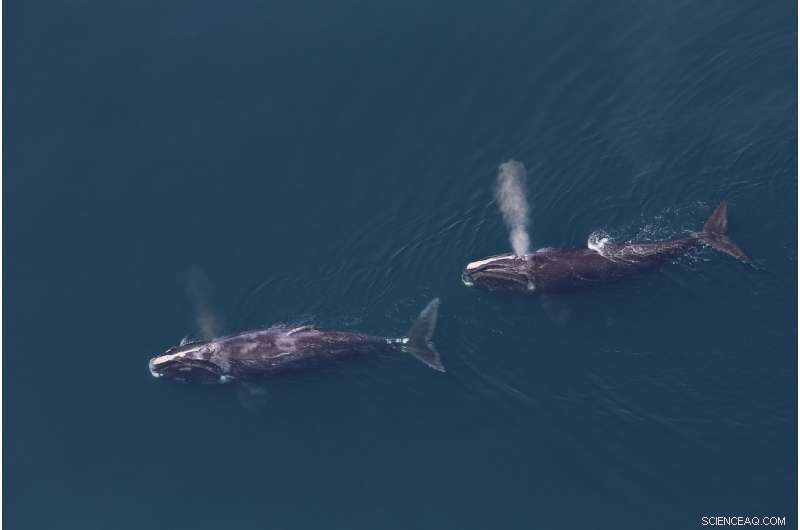 Tracking North Atlantic Right Whale Movements Using Passive Acoustic Monitoring