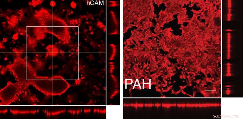 Scientists Develop 3-D Cell Arrays to Simulate Realistic Biological Environments
