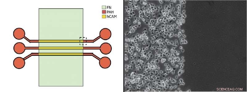 Scientists Develop 3-D Cell Arrays to Simulate Realistic Biological Environments