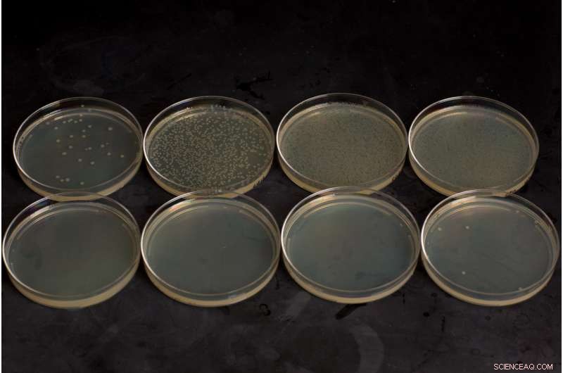 Safeguarding Synthetic Biology: Robust Kill Switches Prevent Rogue Microbes