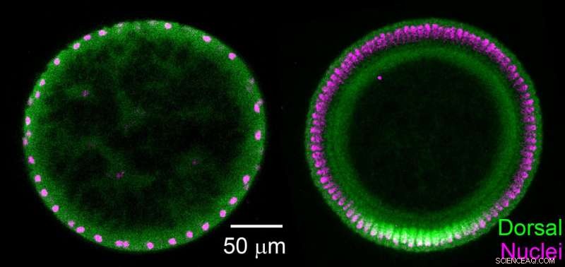 New Study Reveals Diffusion as Key Signaling Mechanism in Drosophila Embryos