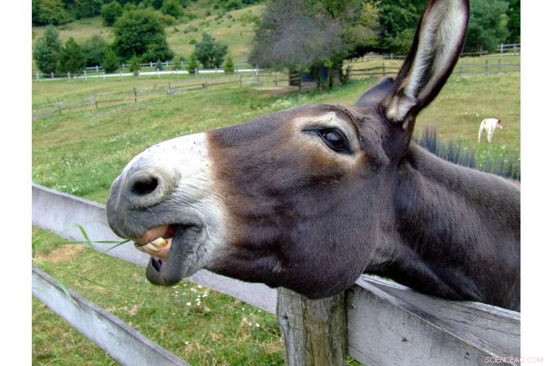 Why Donkeys Require Extra Winter Protection Compared to Horses