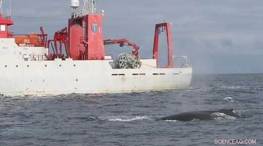 Navy’s Sonar Noise Strategy Offers Only Marginal Protection for Endangered Whales