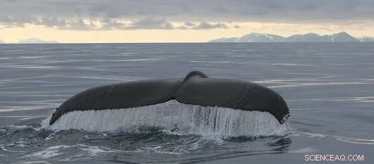 Navy’s Sonar Noise Strategy Offers Only Marginal Protection for Endangered Whales