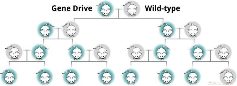 Gene Drive Technologies in Ecosystem Conservation: Harnessing Potential Responsibly