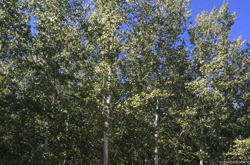 Petite Poplars: The Promising Future of Biofuels, According to Recent Studies