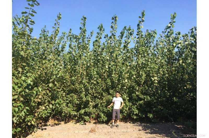 Petite Poplars: The Promising Future of Biofuels, According to Recent Studies