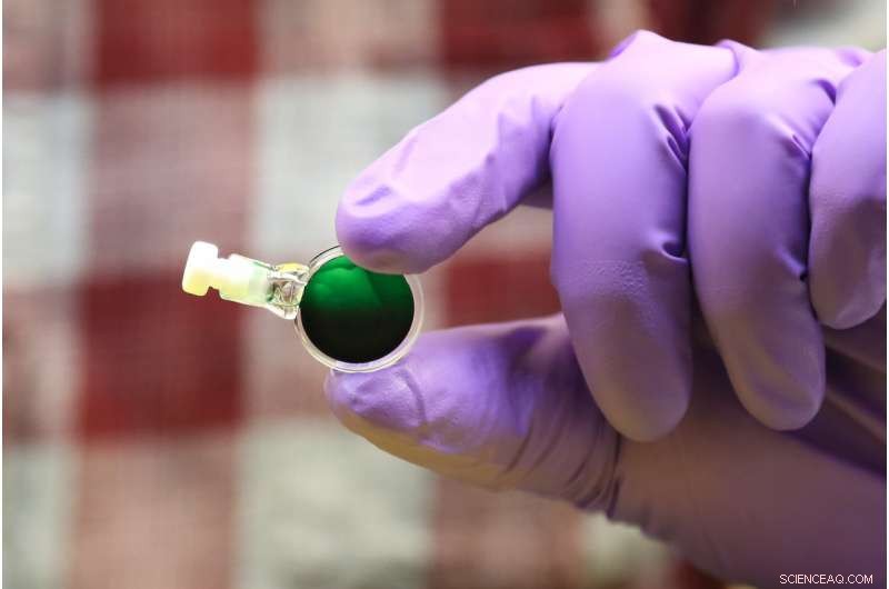 Washington University and ORNL Use Neutron Scattering to Uncover Cyanobacteria Structure Under Nitrogen Starvation