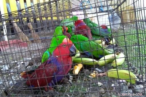 Indonesian Police Arrest Smugglers Who Stashed 125 Exotic Birds in Drain Pipes