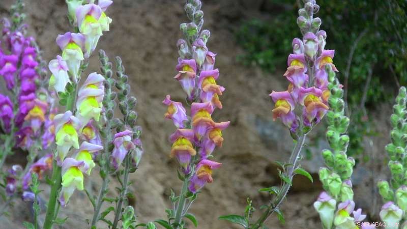 Snapdragons Reveal Evolutionary Mechanism Behind Their Colour Patterns