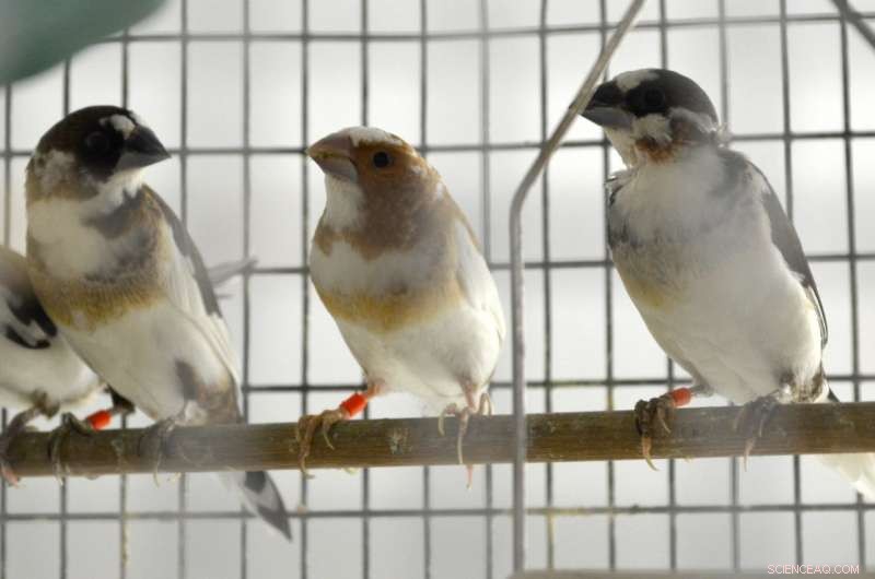 Bengalese Finches Use Dual Brain Regions to Tailor Songs for Specific Contexts