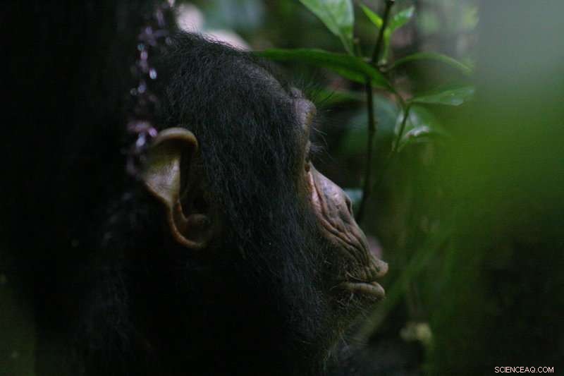 Study Reveals Wild Chimps Tailor Warnings to Group Knowledge
