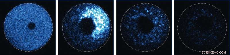 New Technique Enables Rapid, Direct Protein Degradation in Any Cell Type