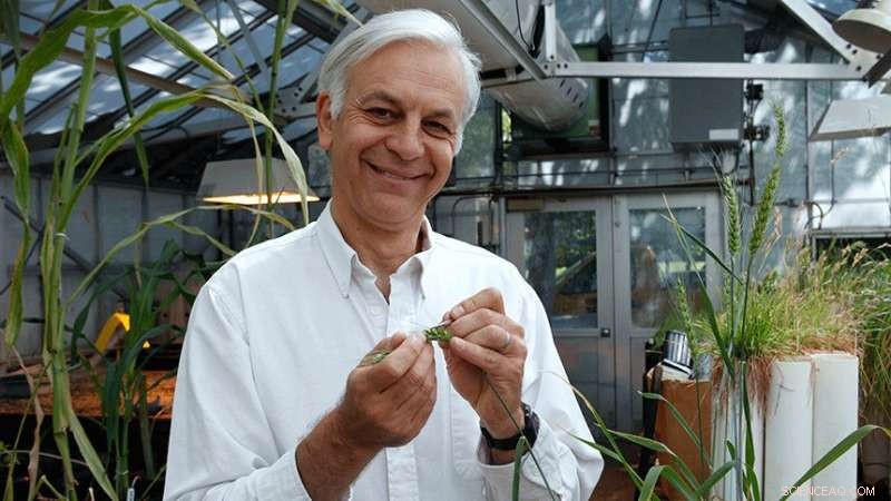 Gene Discovery Offers Hope to Halt Global Wheat Stem Rust Epidemic