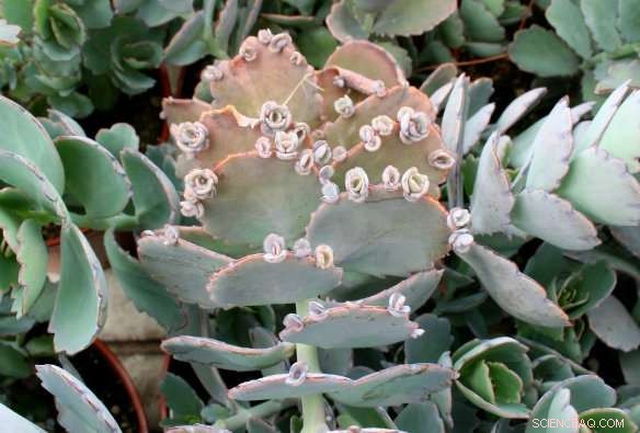 Unlocking Drought‑Resistant Secrets: How Succulents Master Water Conservation