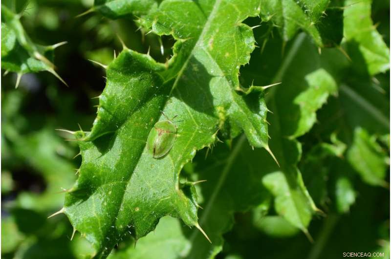 Symbiotic Microbes Enable Beetles to Thrive on Leafy Diets