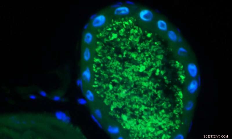 Symbiotic Microbes Enable Beetles to Thrive on Leafy Diets