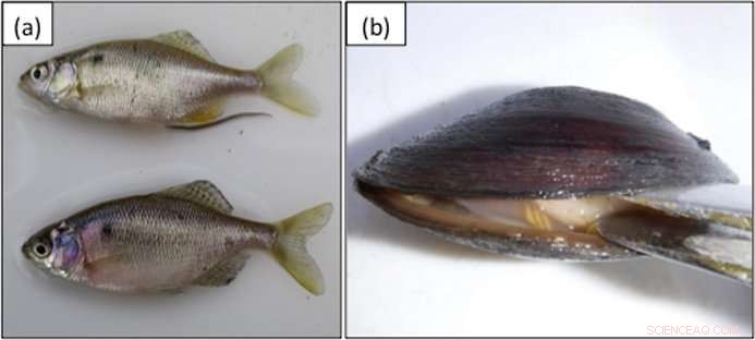 Leveraging eDNA to Pinpoint Breeding Habitats of Endangered Species