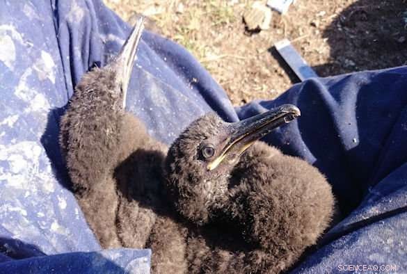 Warming Oceans Prompt Dietary Shift in European Shags, New Study Reveals