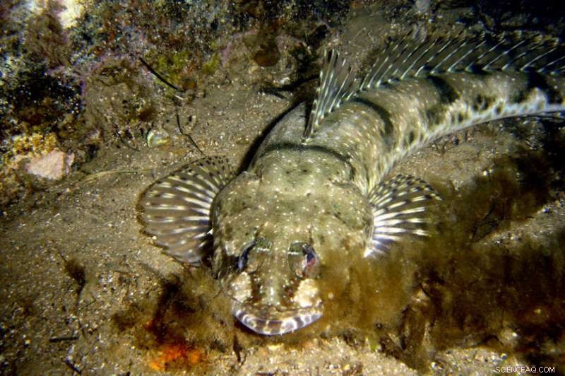 Data Modeling Drives Sustainable Fisheries Management