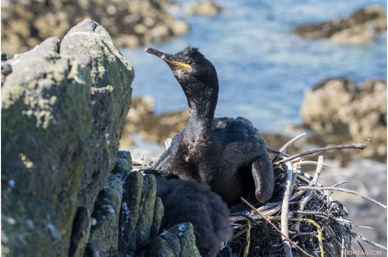 Rising Temperatures Alter Diet of Scotland’s European Shags