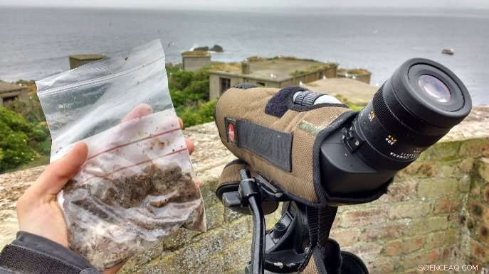 Rising Temperatures Alter Diet of Scotland’s European Shags