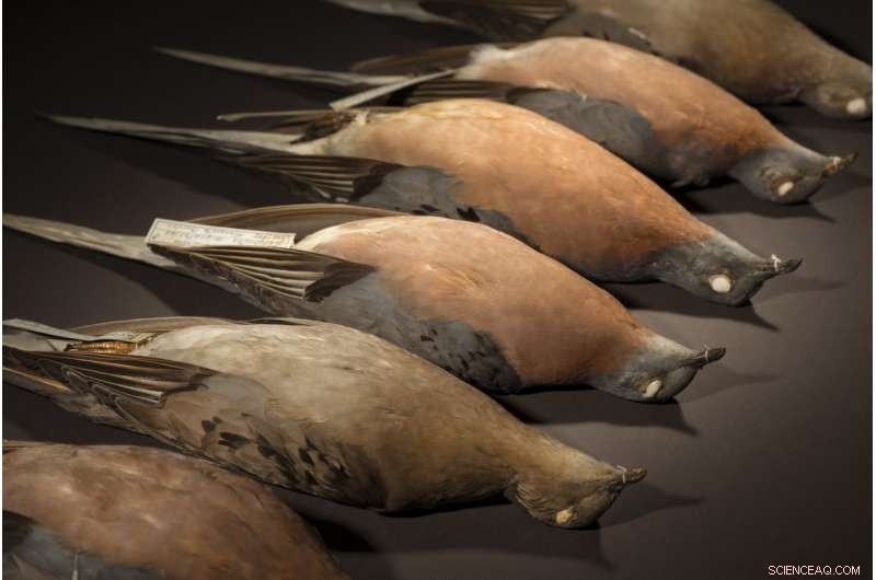 Passenger Pigeon Genome Illuminates Natural Selection in Its Massive Historical Population