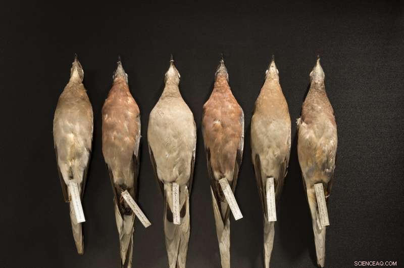 Passenger Pigeon Genome Illuminates Natural Selection in Its Massive Historical Population