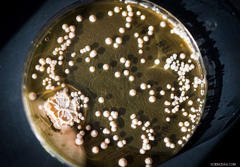 Scientists Evaluate Probiotics in Food and Supplements for Gut Health