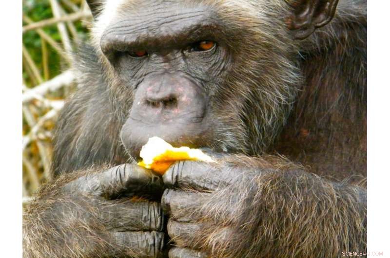 Unexpected Behaviors That Repel Chimpanzees