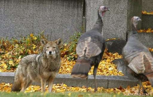 Why Coyotes Embrace Their Wolf Genes: The Future of These Adaptive Predators